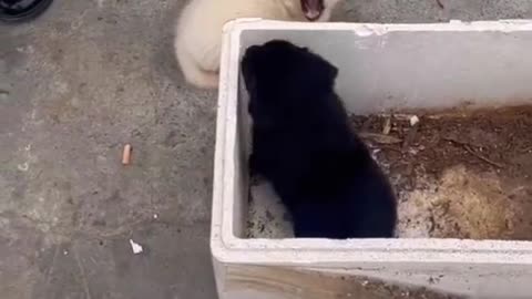 Cutest pet funny moment video. overacting puppy