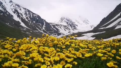 Yellow flowers all over the mountains