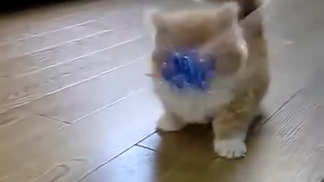kitty cute 2