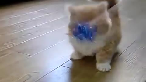 kitty cute 2