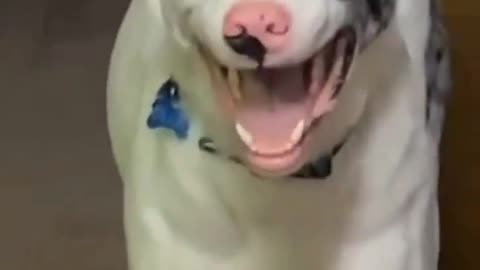 Two different dogs