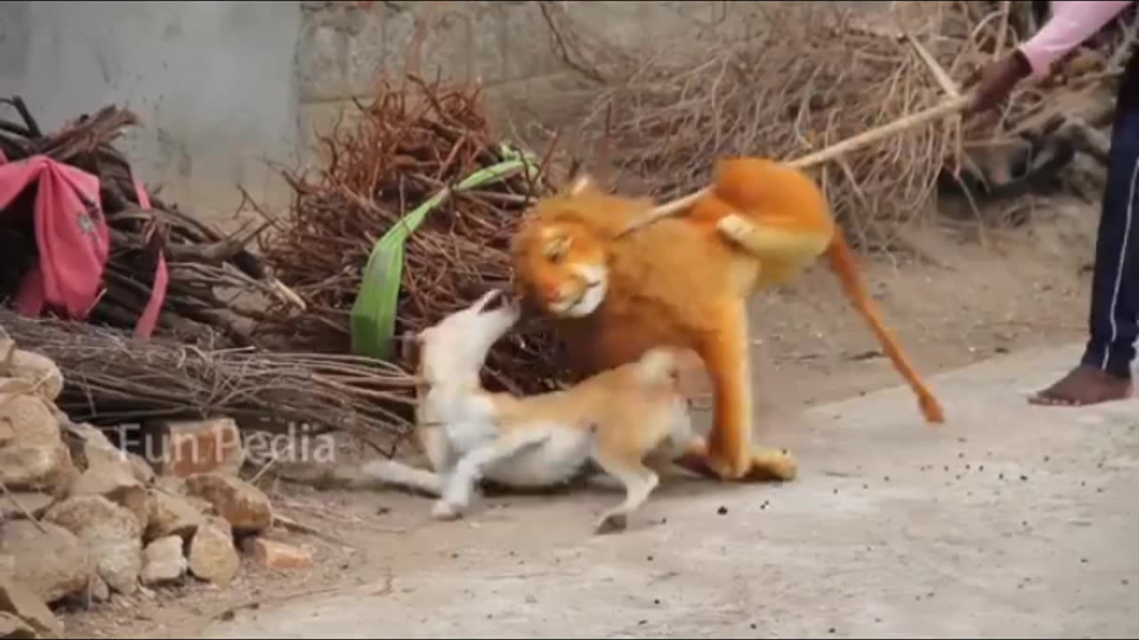 Dog's Funny Video Dog