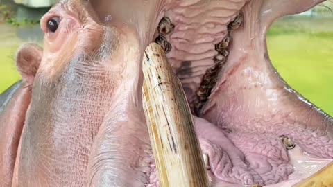 Gentle Giant Feeding a Hippo Up Close