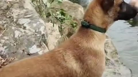 dogs faithfull