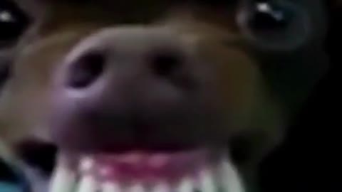 Watch as this dog is smiling