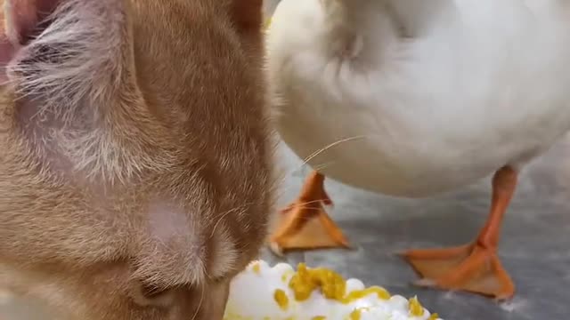 cute cat & duck