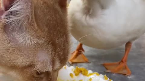 cute cat & duck