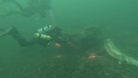 Dead Sturgeon: Sad but interesting