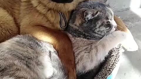 Cute dogs making love