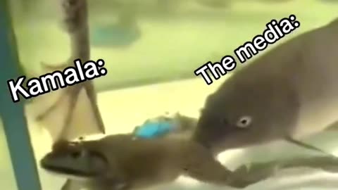 Kamala & The Media