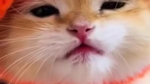 Funny Animals 🤣 Little Cute Kitty 😹, Try Not To Say Ohh