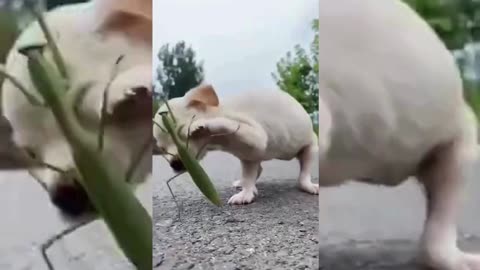 Cute & Funny Animals Videos 🐕‍🦺 Pets, Dogs & 🐱 Cats Compilation 2022