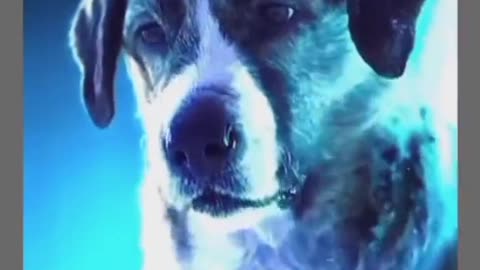 Angry dog #dog #tending #viral