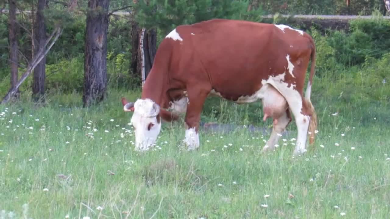 Large forest wildlife20