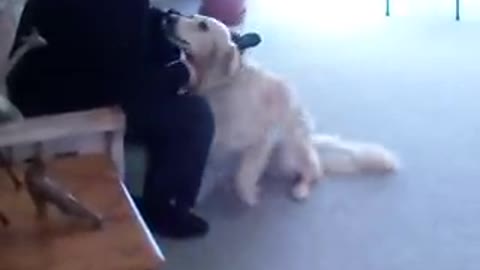 Dog tricks: Golden Retriever Grace greets guest