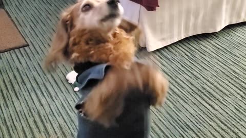 gravy beg