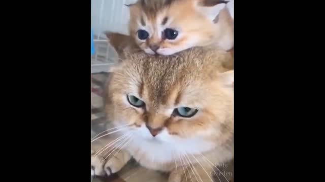 Funny Animals! Funny Cats! Funny Videos! # Shorts