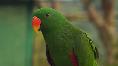 A Green Parrot with Orange Beak Close up