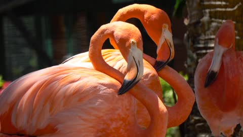 flamingos