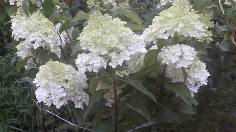 Hydrangea blooms