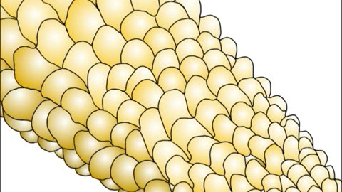 Corn on the COBWEB :)