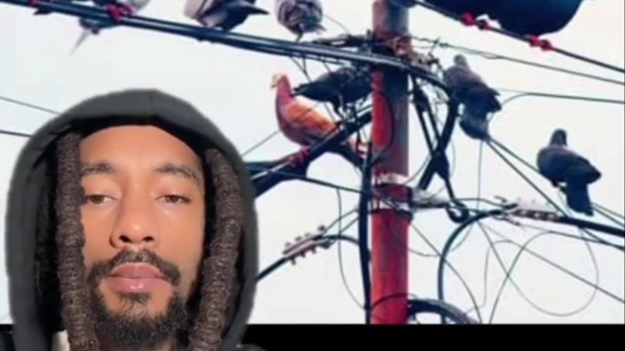 Are all birds real?