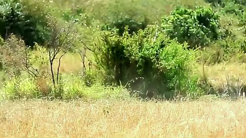 Lone Lioness Hunts During Migration