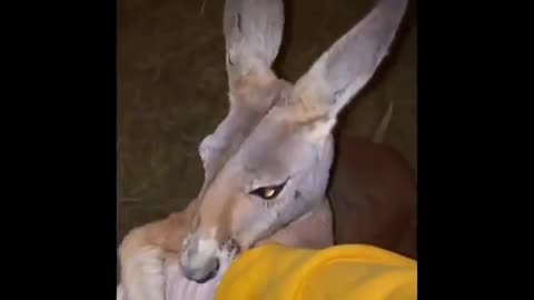 AWW SO CUTE! Cutest baby animals Videos Compilation Cute moment of the Animals - Cutest Animals #22