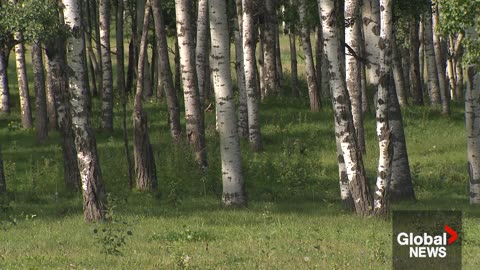 Alberta bear attack survivor shares his story: “Something you see in a horror movie”