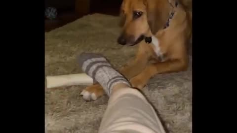 Funniest Animals 🐧 - Best Of The 2020 Funny Animal Videos 😁 - Cutest Animals Ever