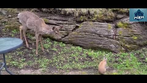 fawn listen to human advice to gentle to be bunny rabbit
