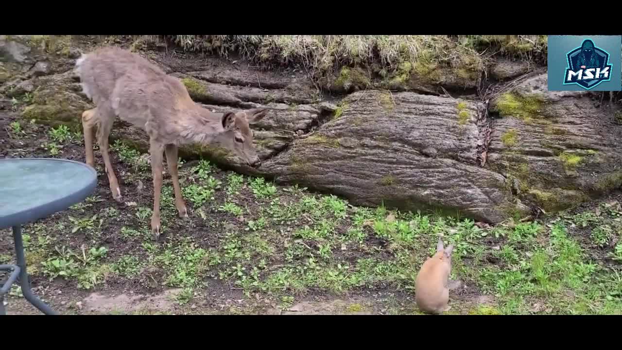 fawn listen to human advice to gentle to be bunny rabbit