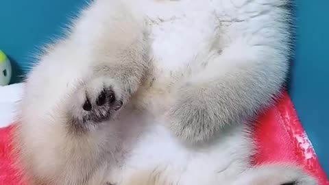 Funny animals ... see what happened after this ... read the description