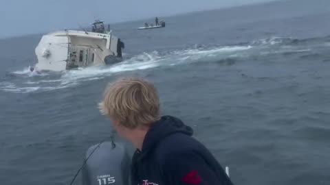 a careless whale