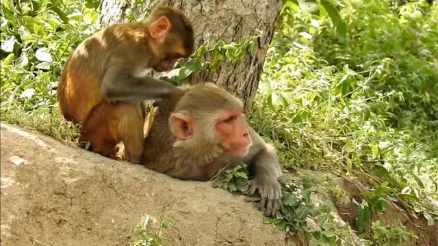 Monkey Videos Funny and Cute Monkey Video Compilation Full HD