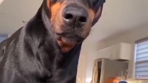 👿🇺🇸❤️ big and scary Doberman Is your dog like this?👿🇺🇸❤️