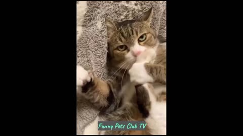 Funny Animal Videos 🤣 Funniest Cats and Dogs Videos 2024 😁 #90