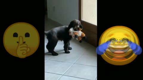 Feisty Aussie argues with owner about going outside