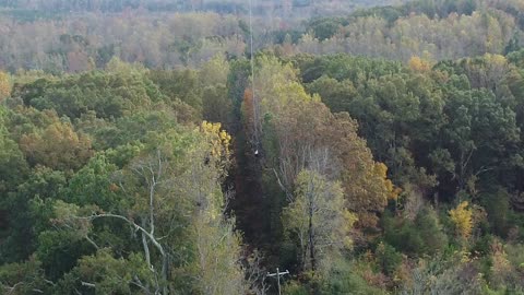 Tree Trimming -1