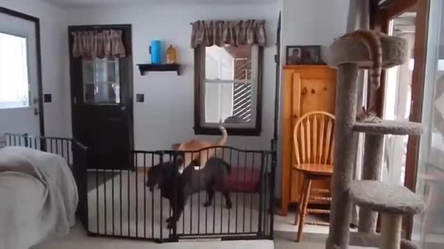 Funny Cat Video, How Cute Cats React In Fun Mood