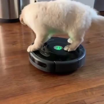 💗💗💗 Cute happy puppy traveling on top of the vacuum cleaner 💗💗💗