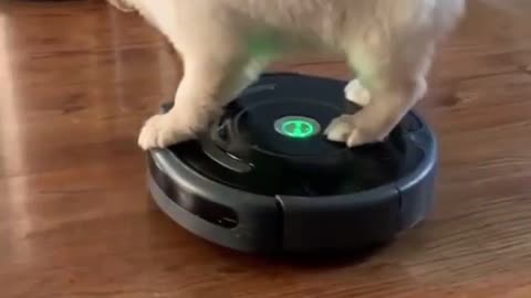 💗💗💗 Cute happy puppy traveling on top of the vacuum cleaner 💗💗💗