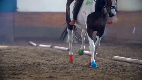 Slow Motion Horse Galloping Towards The Camera