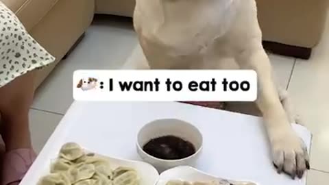 I Want To Eat Too....!!!! - Labrador
