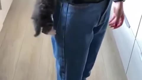 my kitten acting funny