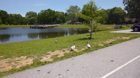 Bantam ducks chase mallard ducks from their shade tree