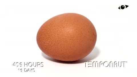 Egg