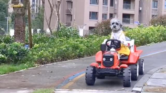 Counting dogs