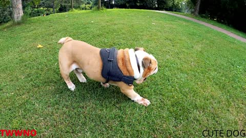 Funny & Cute Dog Videos 2021- 🤣🐶 It's time to LAUGH with Dog's-Super Funny Dog Videos #12