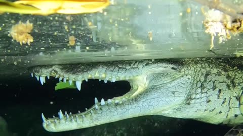 Wildlife with funs